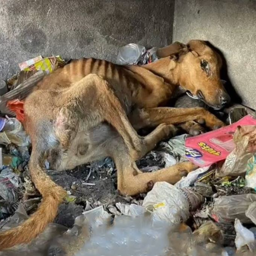 The heartbroken dog, sick and hungry, seeks comfort in a dirty landfill.