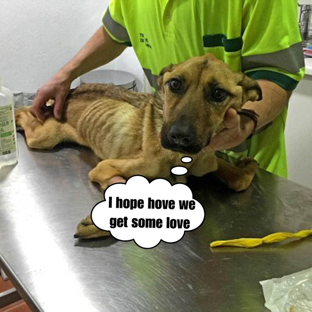 The miraculous recovery journey of a thin dog after being starved for many days by his owner