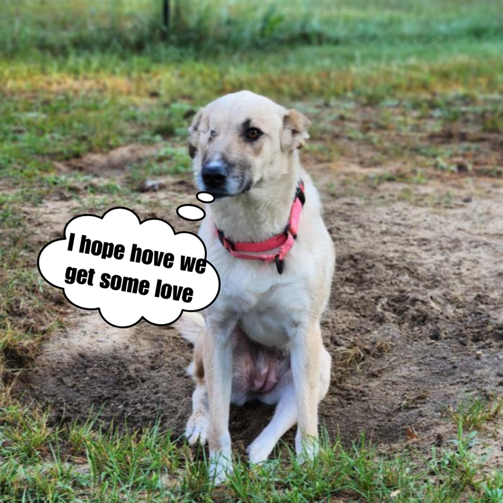 This courageous dog, who only has one eye, teaches us that genuine happiness originates in the heart and sees the world with boundless enthusiasm.