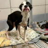 To prevent her cubs from being abandoned, the mother dog begs for everyone's assistance.