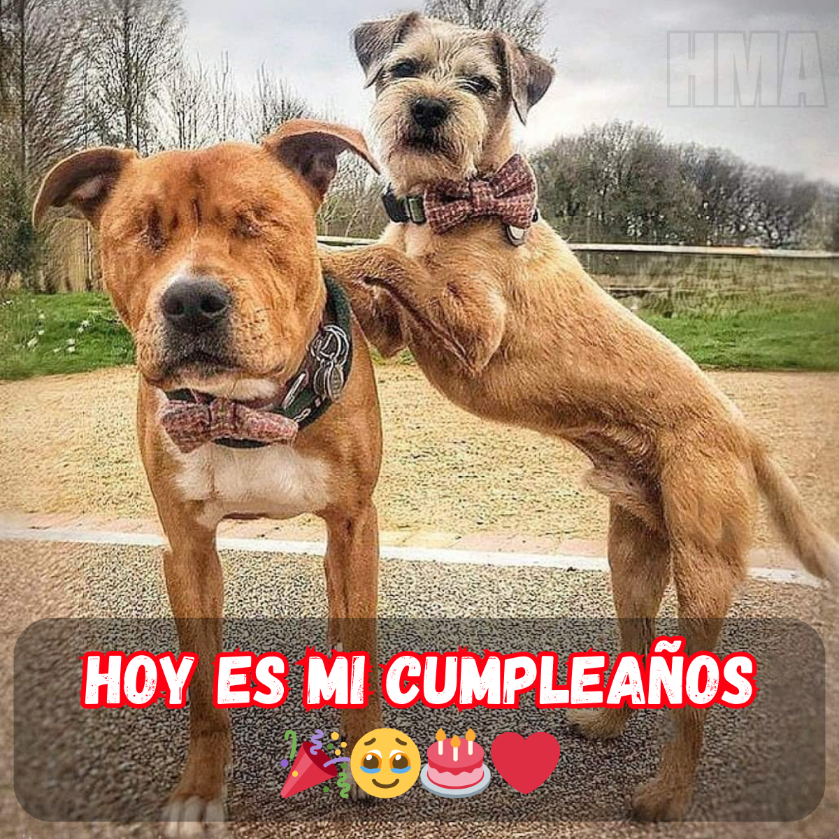 Tu Día Especial: ¡Te Deseo un Cumpleaños Brillante, Lleno de Alegría y Sonrisas! 🌟🍰