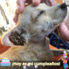 Un viaje inspirador de un perro valiente que se enfrenta a las garrapatas. ¡Sigue luchando, pequeño campeón!.hanh