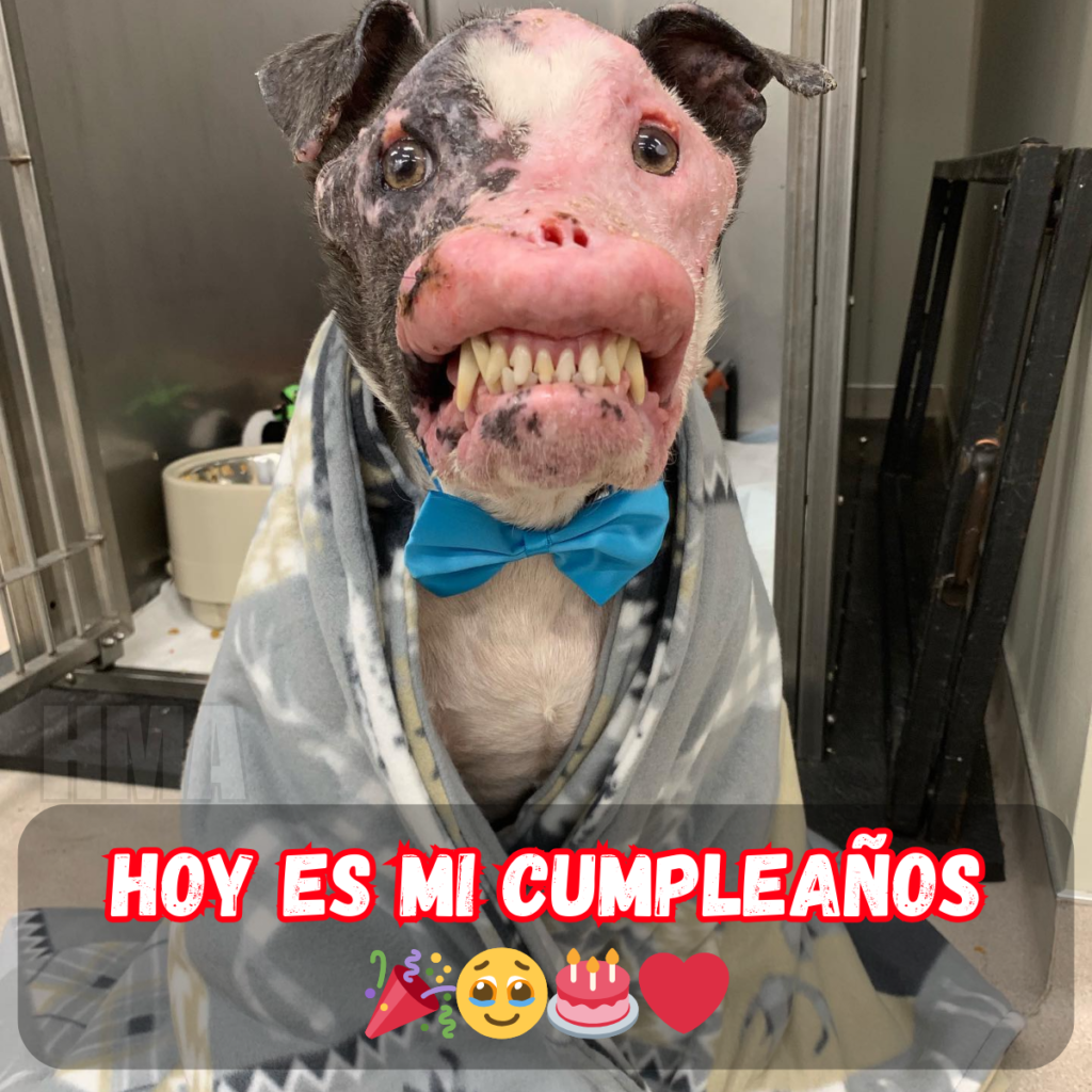 Una celebración de cumpleaños: la inspiradora historia del rápido rescate y la notable recuperación de un perro