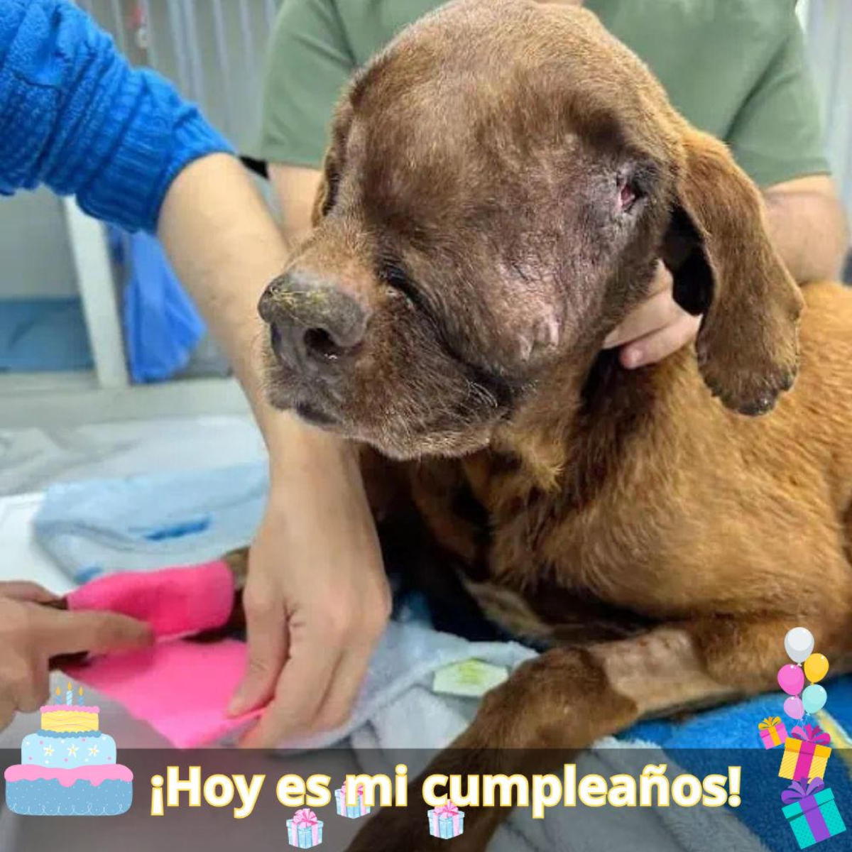 ¡Asombroso gesto de cariño! Mujer salva a un perro que tenía un gran tᴜmoг.hanh