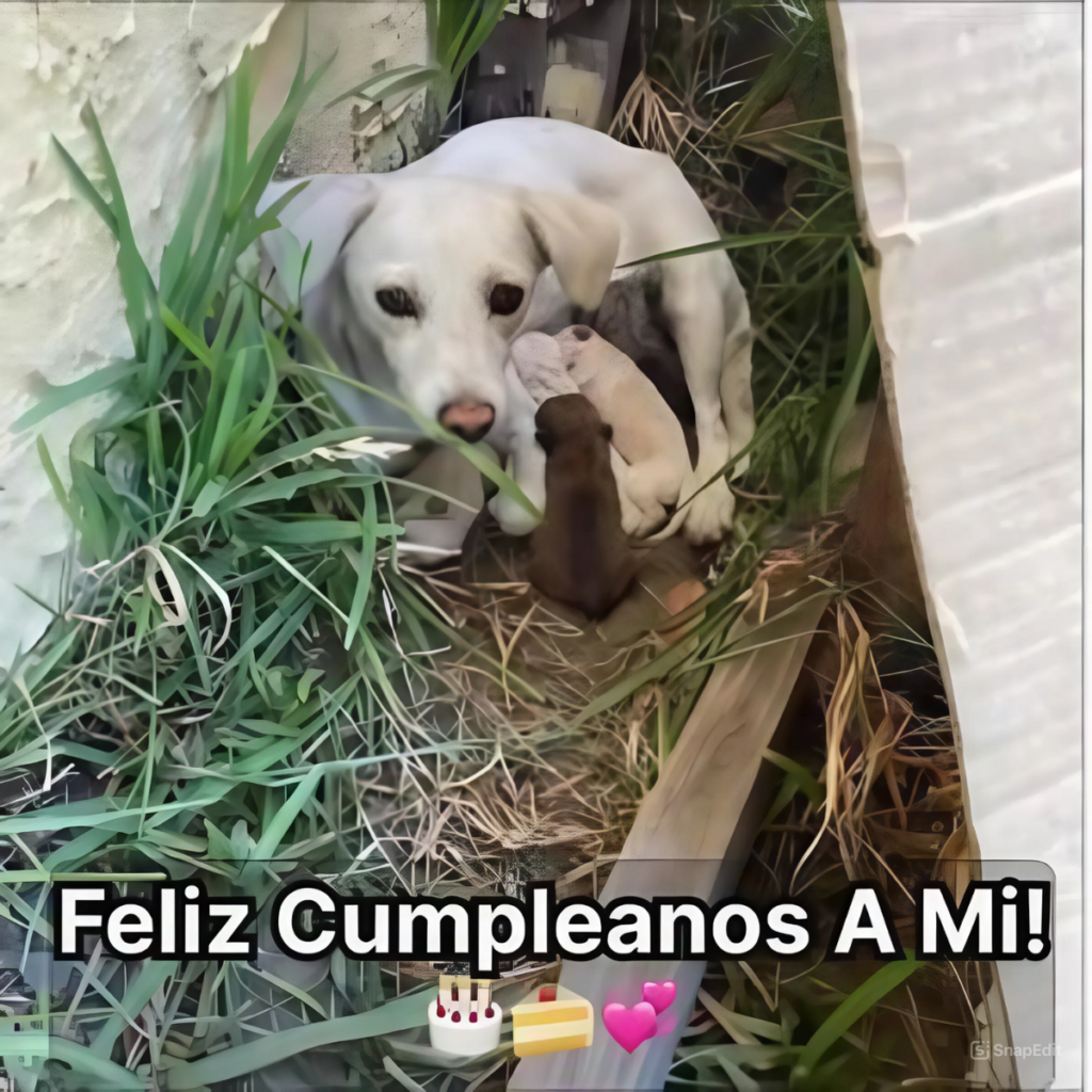 ¡Conoce al perrito de dos patas que halló el amor junto a su dueña!.hanh