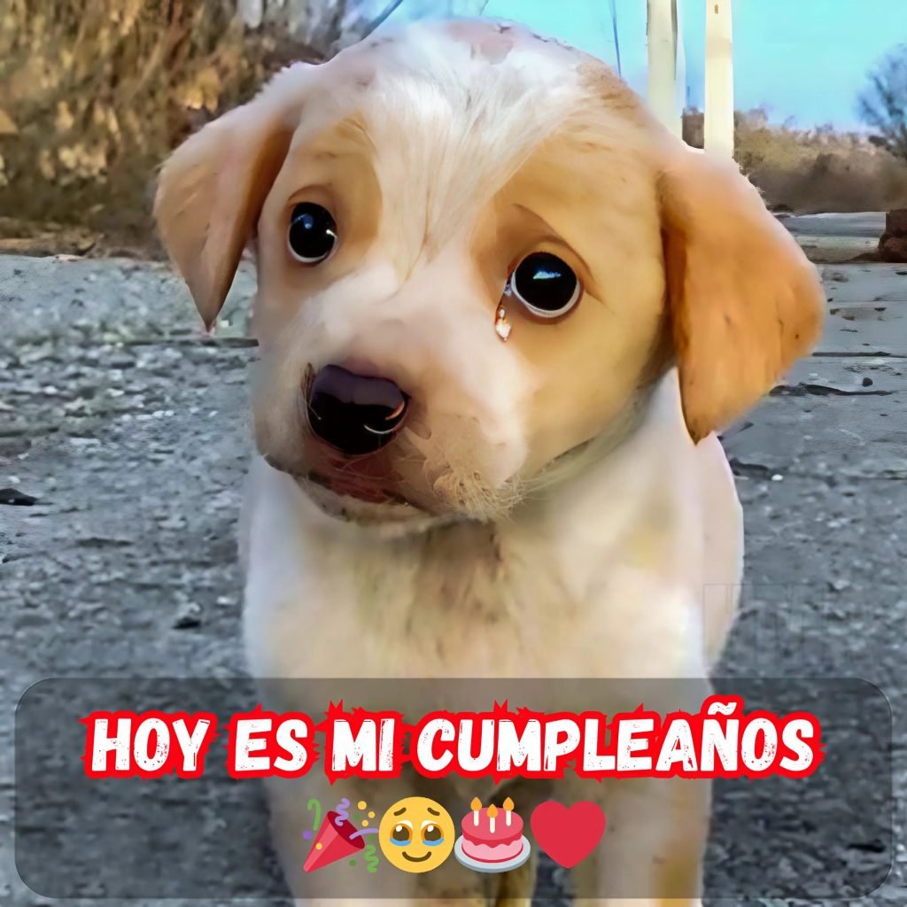 ¡Feliz Cumpleaños! Hoy y Siempre Mereces Sentirte Especial, Apreciado y Lleno de Bendiciones