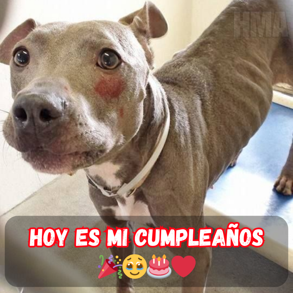 ¡Feliz Cumpleaños! Un Día Lleno de Amor, Risas y Felicidad Infinita! 💖🎂