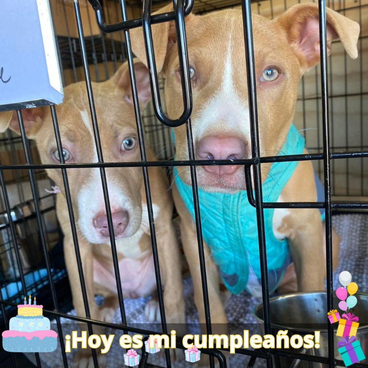¡Feliz cumpleaños! Aunque ella no esté presente, el amor y las bendiciones de tu madre siempre estarán contigo.hanh