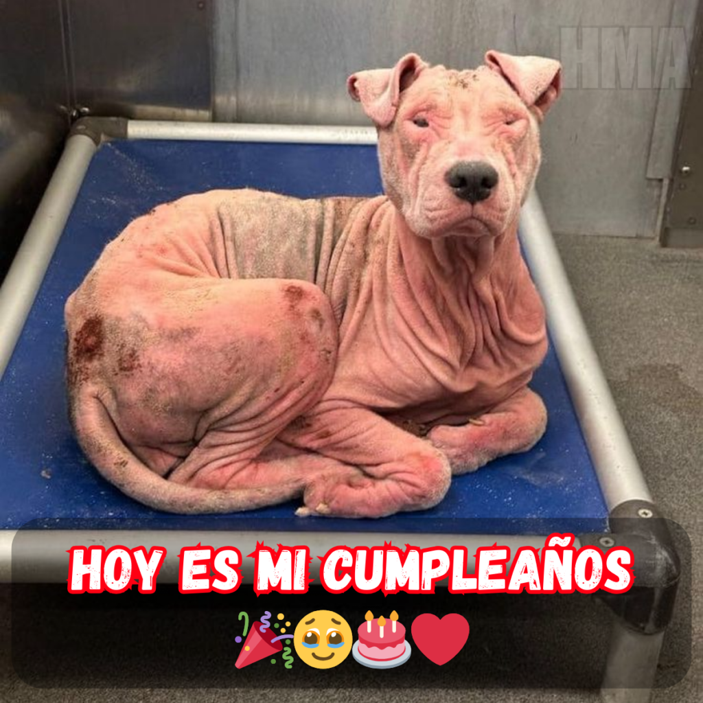 ¡Feliz cumpleaños, superestrella! ¡Que tengas un día lleno de alegría, amor y toda la felicidad que mereces! 🌟💞