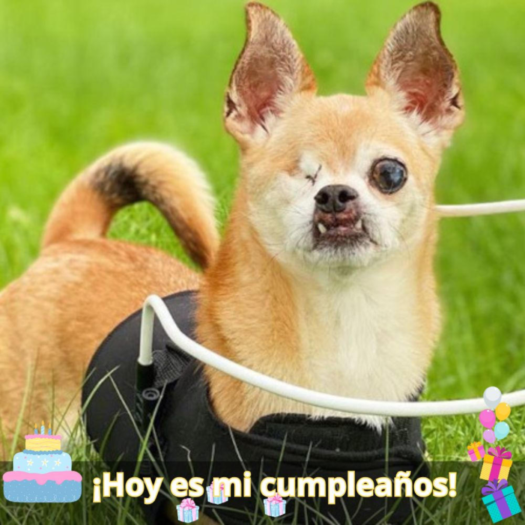 ¡Gracias a un milagro quirúrgico, un perro con el rostro deformado recupera su belleza!.hanh
