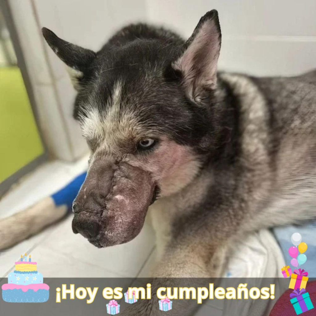 ¡Gracias a una cirugía milagrosa, un perro con el rostro deformado recupera su belleza!.hanh