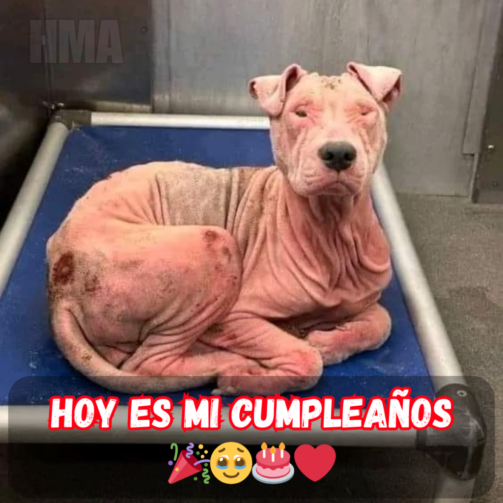 ¡Hoy es mi cumpleaños, pero todavía no he recibido ningún deseo! 🎂💔 – hmai