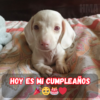 ¡Hoy te celebramos! ¡Que tu cumpleaños sea tan maravilloso como tú! 🎉🎈💫