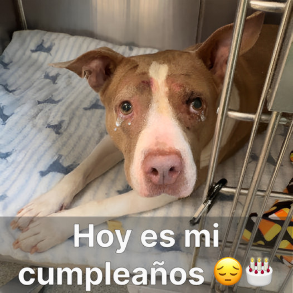 ¡Un brindis por ti! ¡Un cumpleaños lleno de amor, risas y felicidad!.hanh
