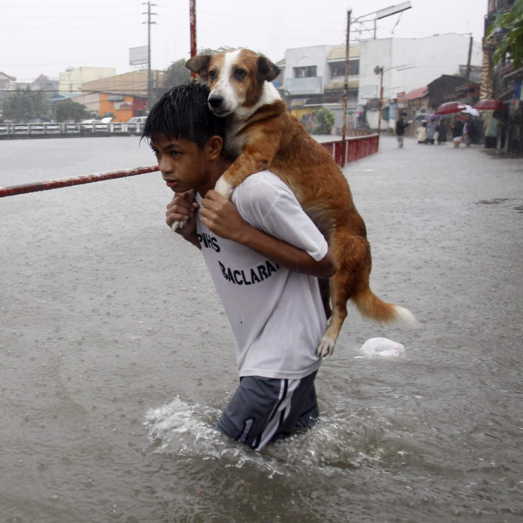 A 7-Year-Old Demonstrates Compassion by Taking Care of a Homeless Dog ‎