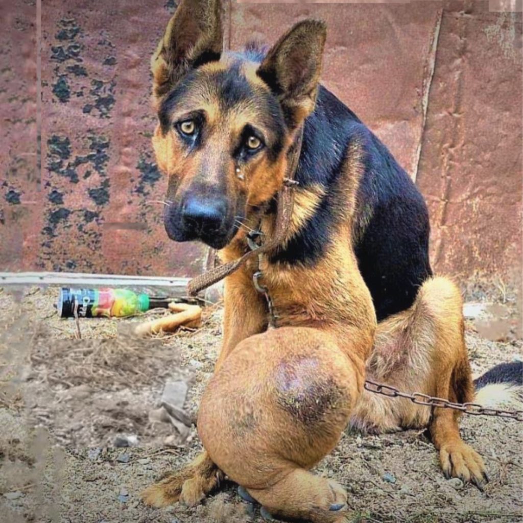 A dog with a big tumor who had been abandoned for seven years weep with gratitude after being rescued in Moving Rescue