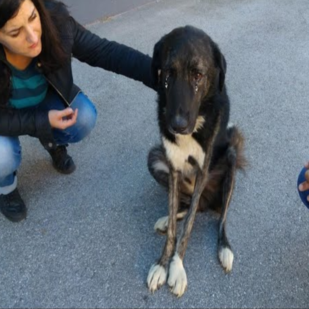 A dog's miraculous journey from suffering greatly on the streets at the hands of humans to finding happiness in a forever home!