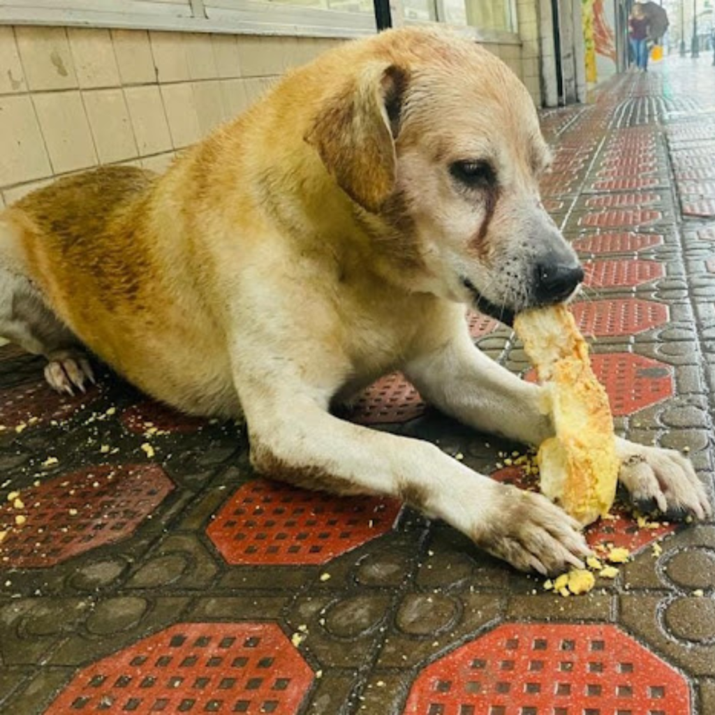 A heartwarming scene in which a hungry dog dons a muzzle and eats for the first time since passing away a few days prior.