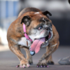 A shelter volunteer adopted a dog with a cleft palate after it was neglected for months.