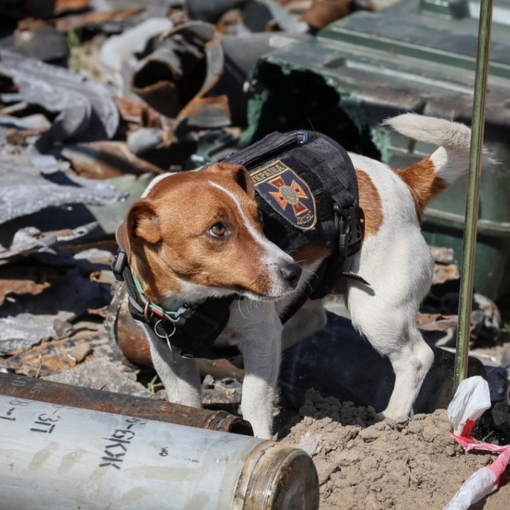 A soldier bravely rescues a small puppy from the wreckage by bringing it to safety in their bag.