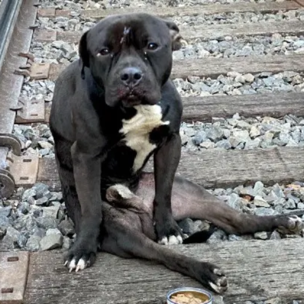 A stray dog's eyes show a great deal of anguish as it drags its crippled legs through the pouring rain.