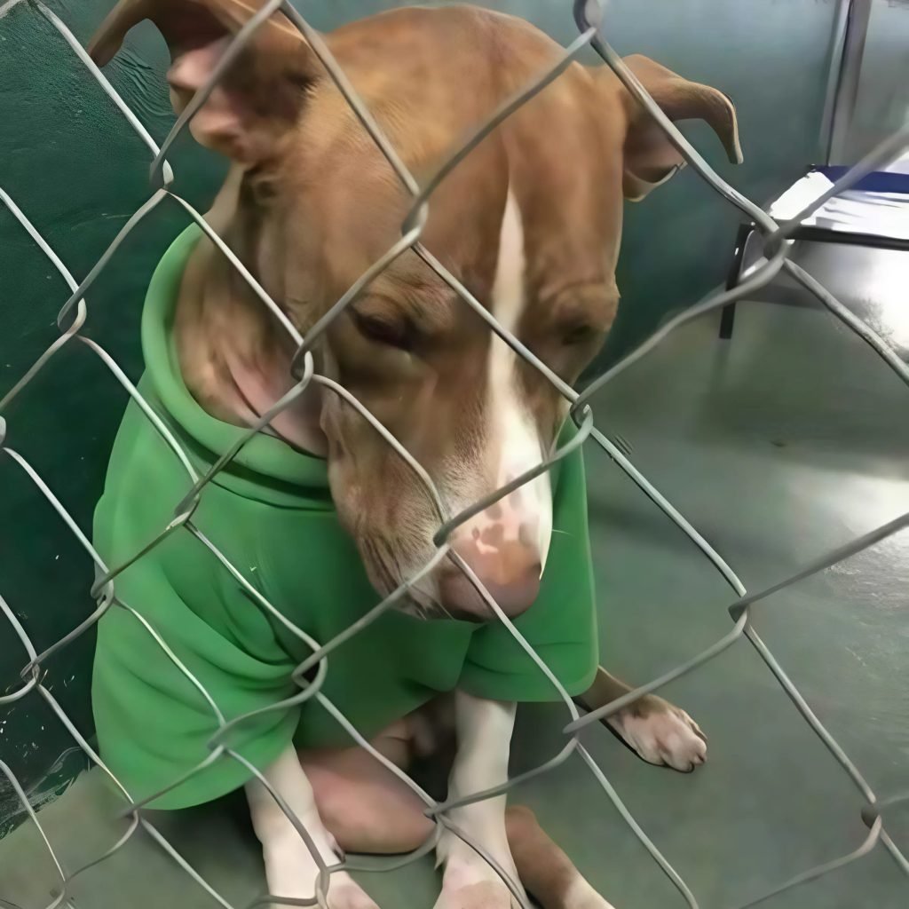 A touching moment occurs when a dog dons the Christmas sweater that his departed owner gave him