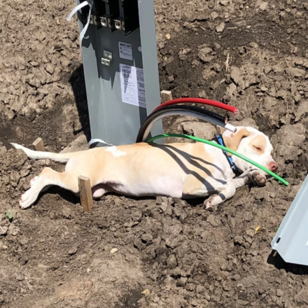 After being caught in an electric line on a major Kansas highway, a mistreated puppy was saved.