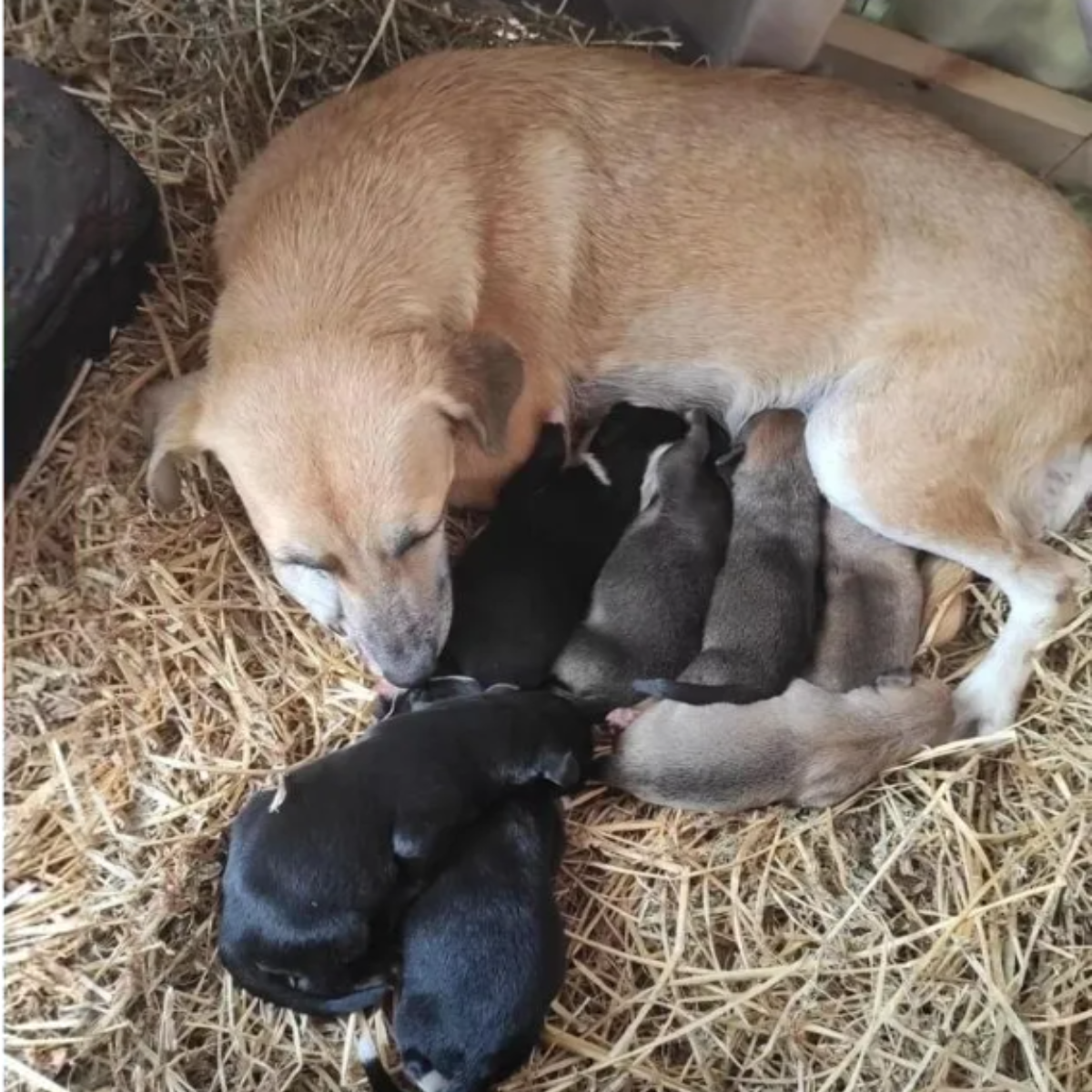 After finding sanctuary in a nativity scene, a homeless dog gives birth to seven adorable puppies, bringing unanticipated warmth and love to the holiday season.