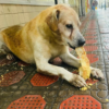 An endearing moment where a ravenous dog puts on a muzzle and eats for the first time since dying a few days before.