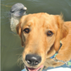 An sweet snapshot of a dolphin waiting patiently for a gentle kiss from its Golden Retriever pal becomes popular.