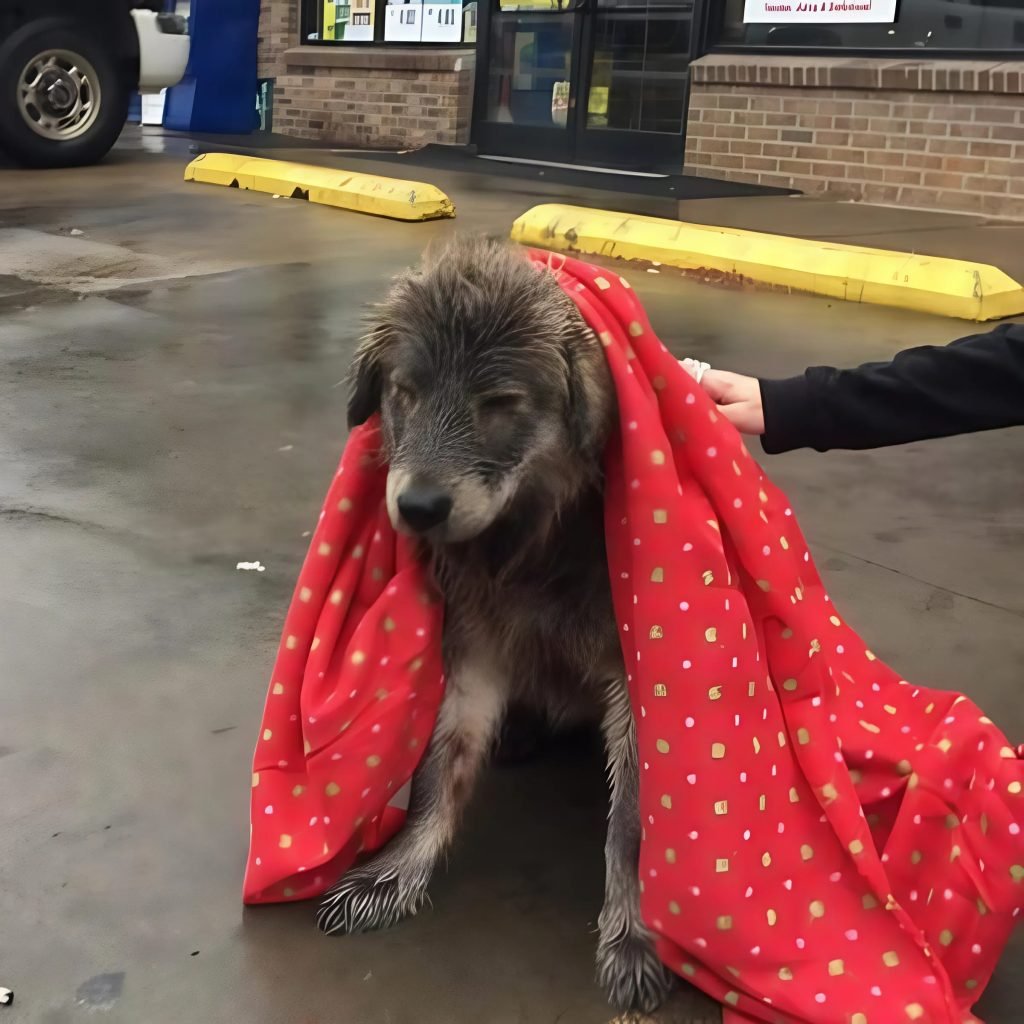 Before a passing girl showed an unexpected act of charity that won the attention of everyone, the abandoned puppy shivered in the rain.