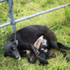 In a lonely place, the unshakable relationship between a mother dog and her pups provides a glimmer of hope for survival.