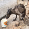 Malnourished and bat-like, this stray dog struggles amid the trash and is shunned by everyone.