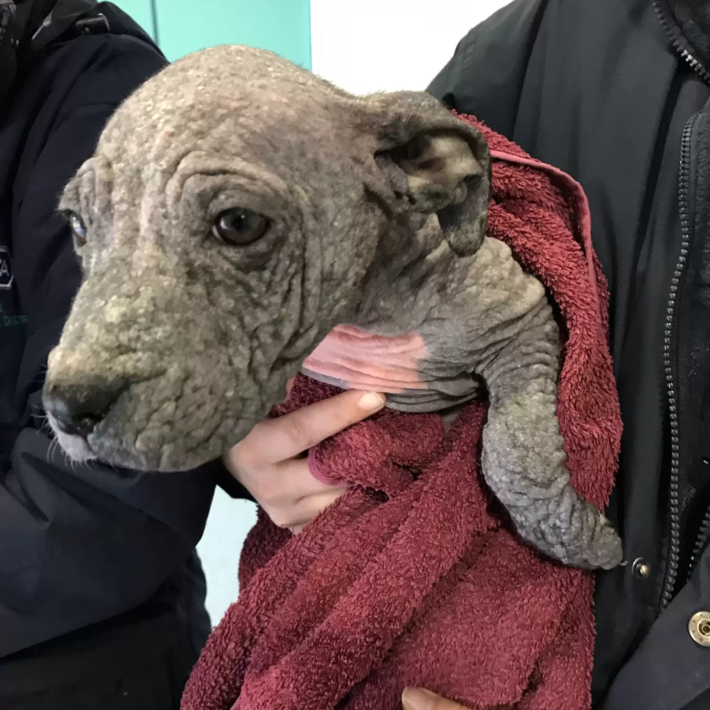 On their birthday, tiny bald puppies who had been abandoned were given new hope.