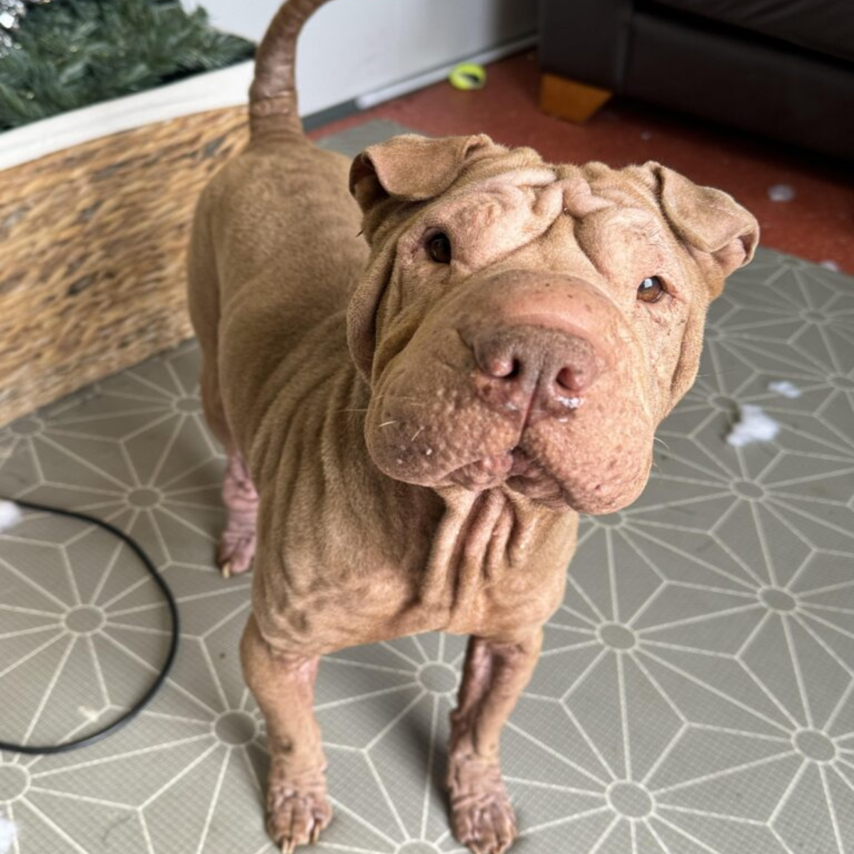 Suzie, happy birthday! Honoring a Unique Shar Pei with a Golden Heart