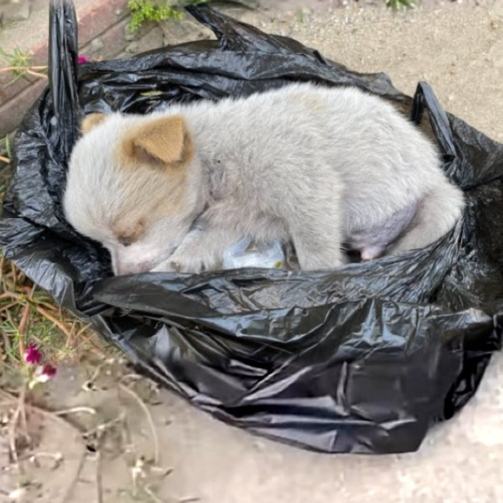 The Amazing Recovery of a Puppy Abandoned at Birth