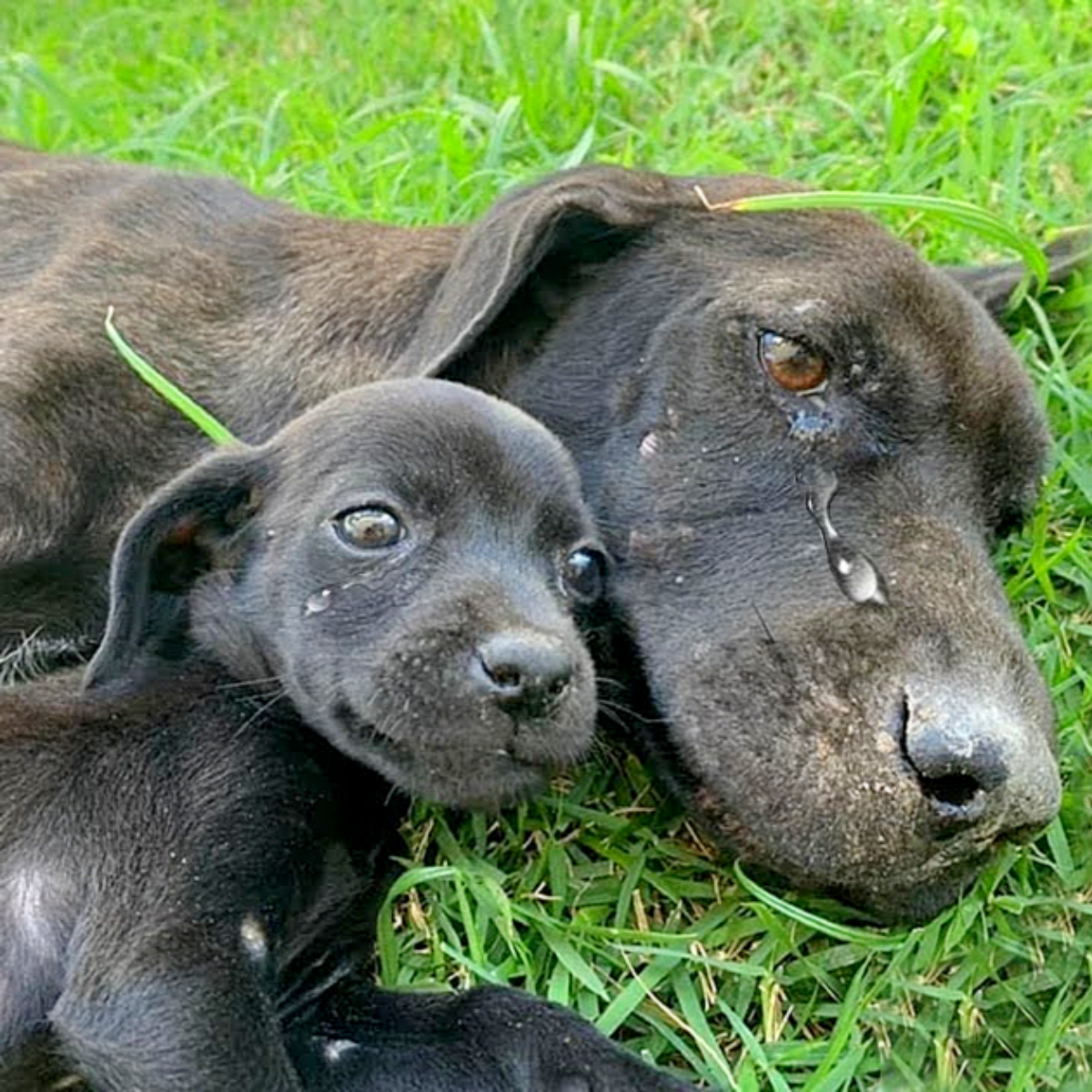 The Heartbreaking Battle of an Emaciated Dog Caring for Her Adored Pup: A Mother's Desperate Embrace.