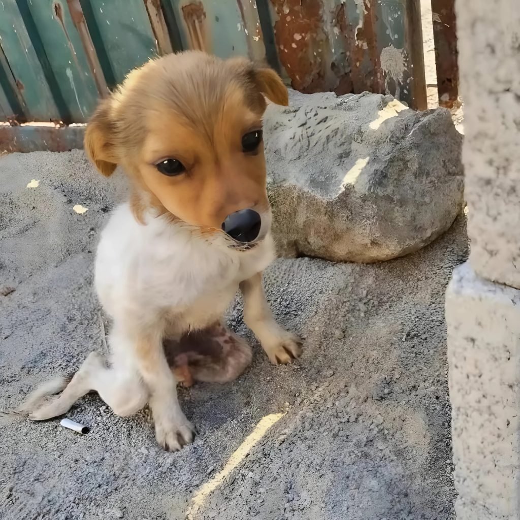 The defenseless puppy was left alone on the side of the road for days, people ignored it and gave it cold looks.