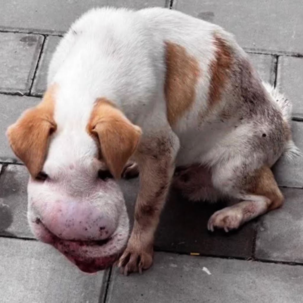 The difficult existence of a tumored street dog who is unable to cry and is starved