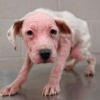 The lonesome and malnourished puppy was left outside in the bitterly cold winter.