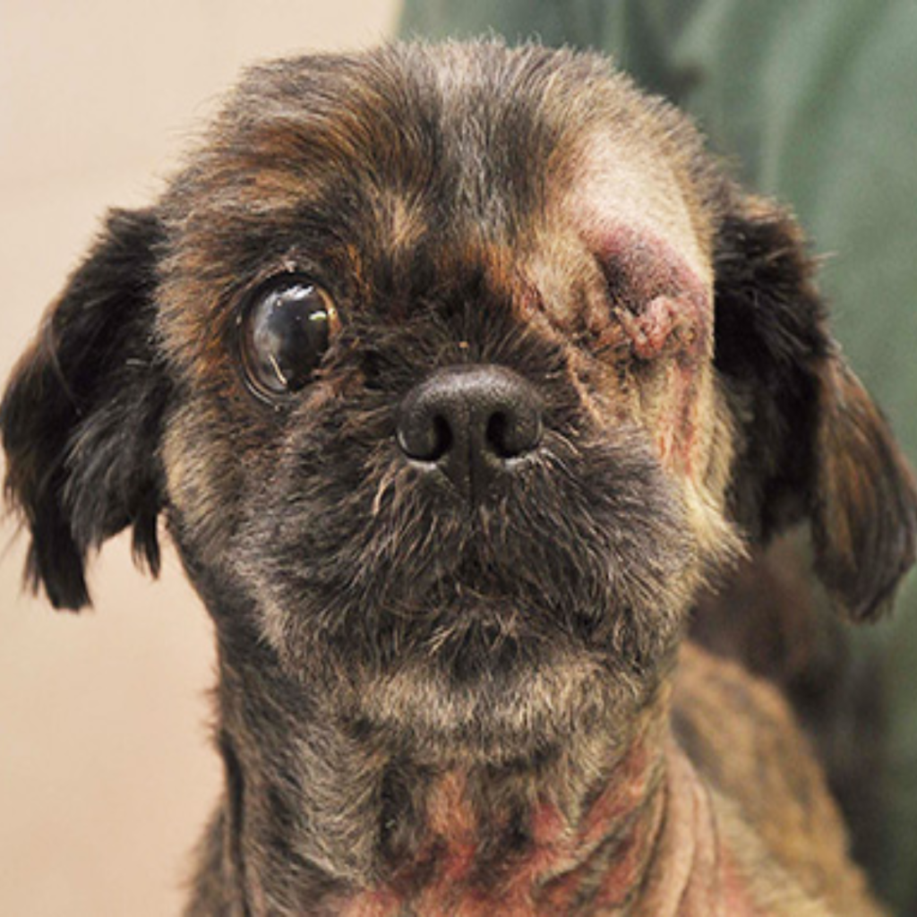 This brave dog, who has just one eye, shows us that true joy comes from the heart and has an unending excitement for the world.