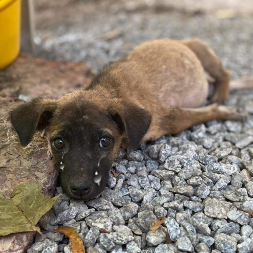 Weeping and wailing for assistance, the disabled puppy approached the front door.