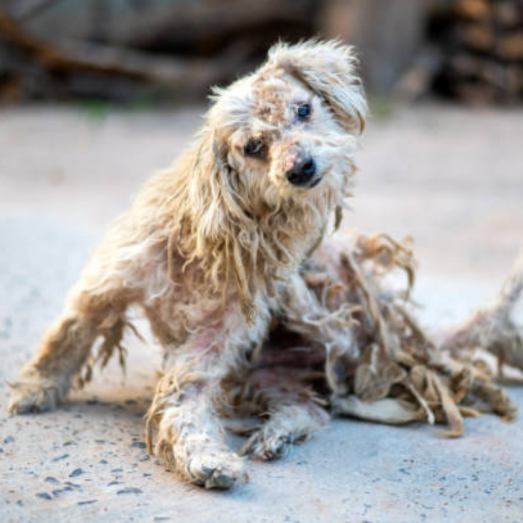 When I found him in a cage, abandoned for years, his diseased body wailing in complete helplessness, I started crying.