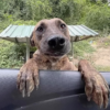 a pregnant dog that is malnourished jumps into a car and sobs for help.