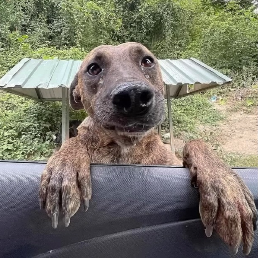 a pregnant dog that is malnourished jumps into a car and sobs for help.