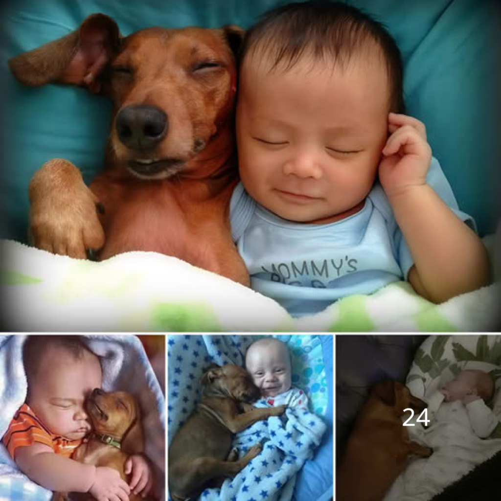 The Inspirational Tale of an Unbreakable Bond between Ben and Frankie.dvh