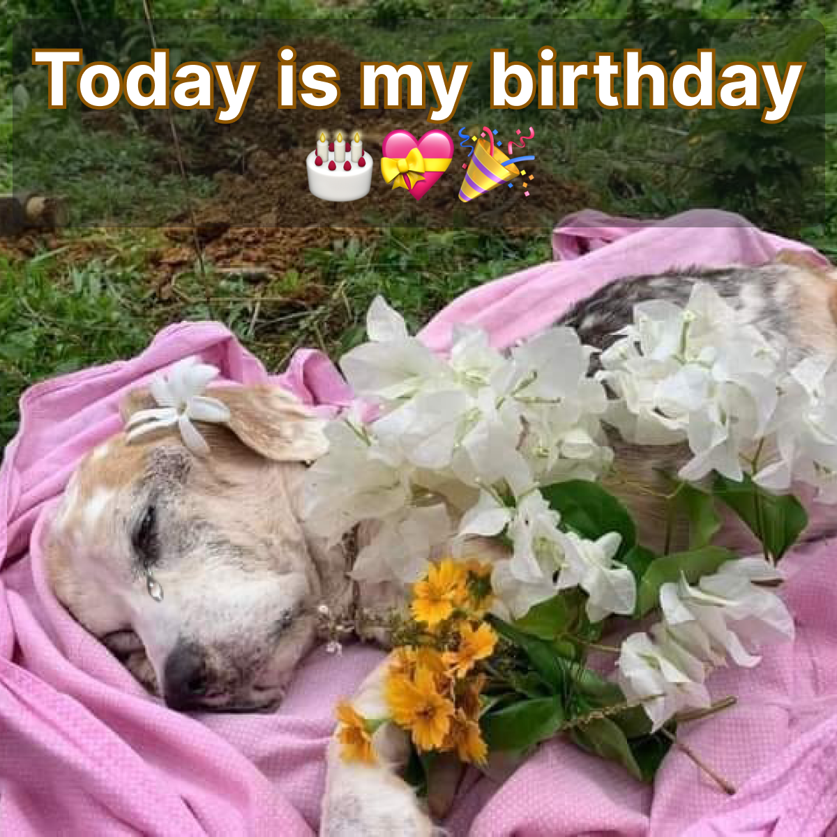 Today is my birthday, but I'm feeling really sad since no one has remembered to wish me a happy birthday 🎂😔.dlam