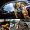 A Loyal Dog Travels 70km to Attend His Owner’s Wedding, Winning Hearts Across the Internet.dvh