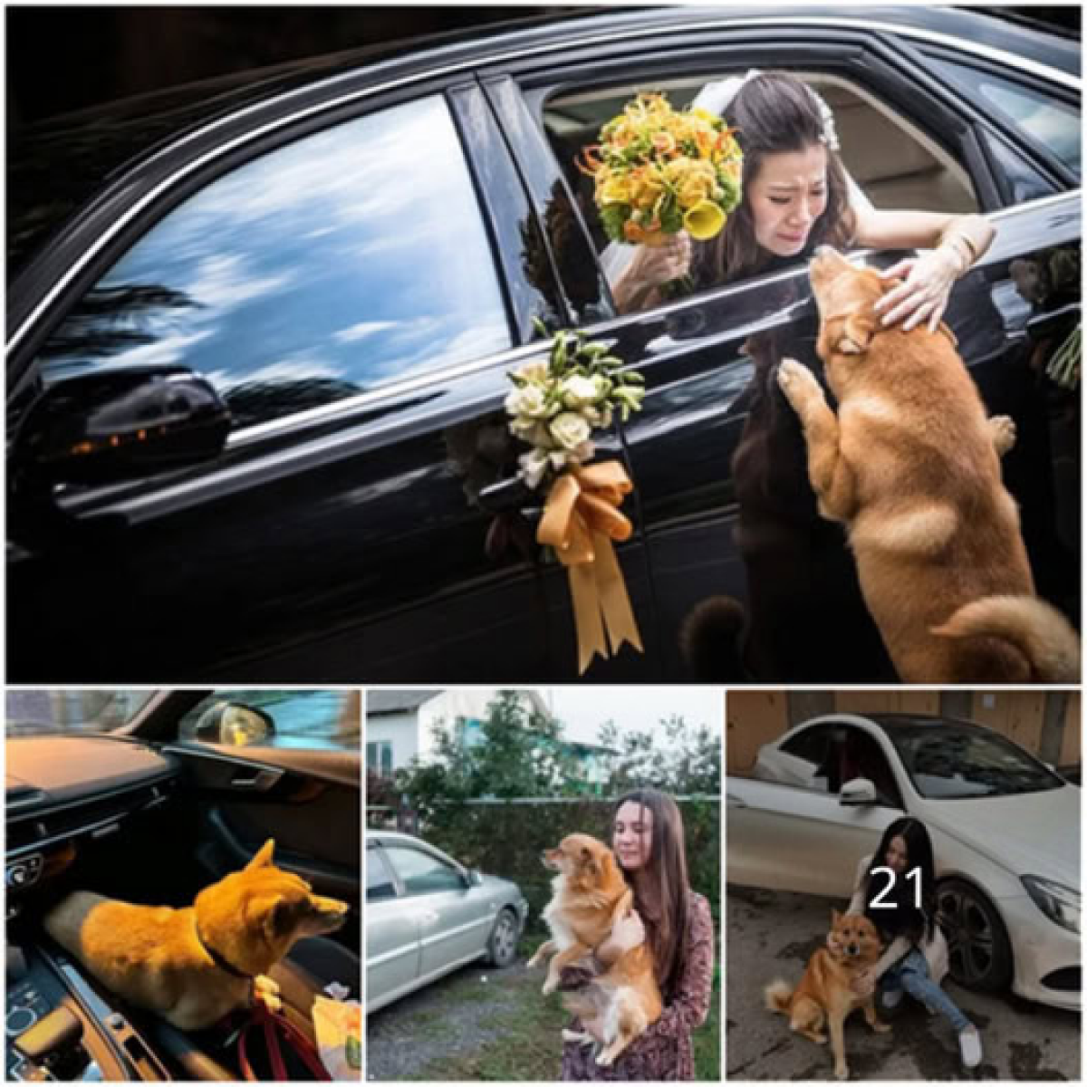 A Loyal Dog Travels 70km to Attend His Owner’s Wedding, Winning Hearts Across the Internet.dvh