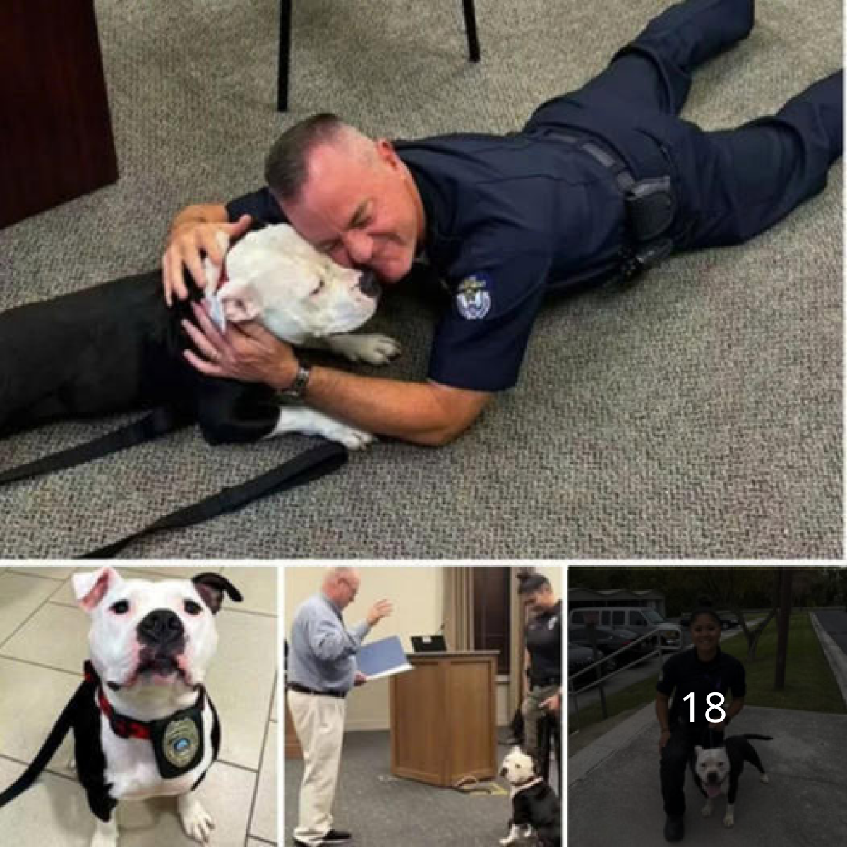 A stray dog drops by the police department for a day and ultimately becomes a permanent resident.dvh